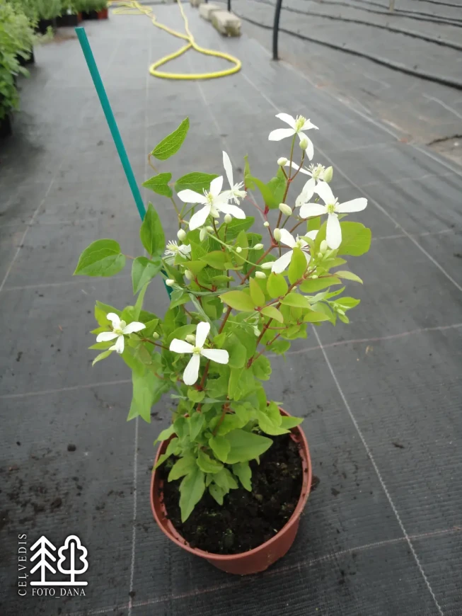 Clematis mandschurica